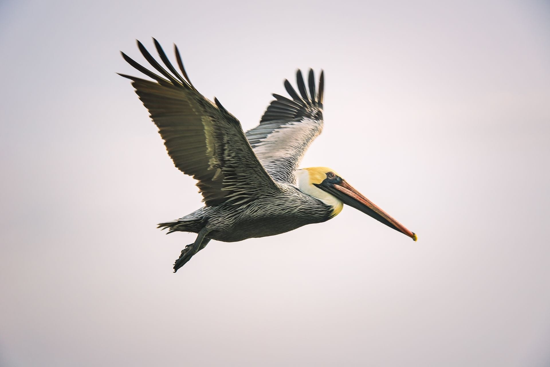 A brown pelican in flight over Fort Walton Beach